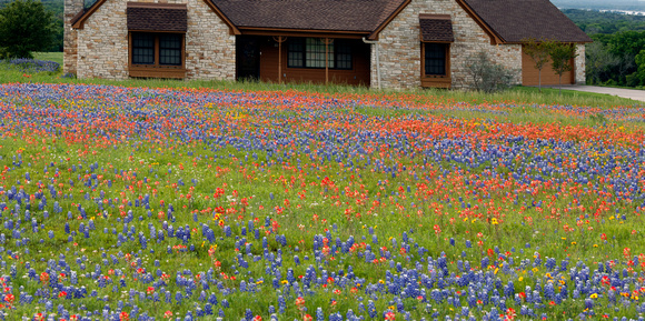 Wildflowers in Front Lawn