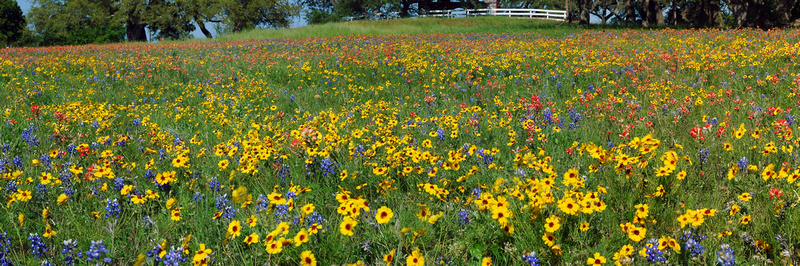 Wildflowers Panorama at Old Baylor Park